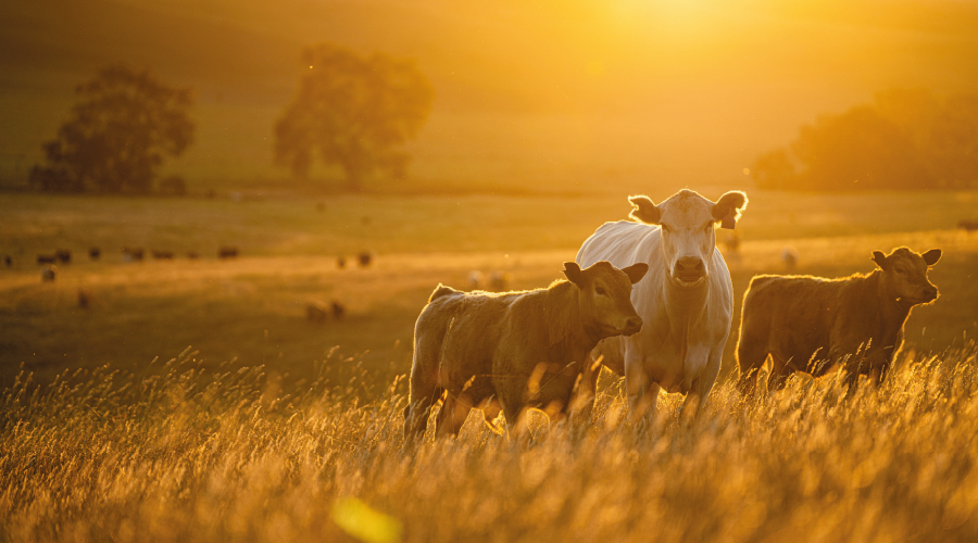 ­2026 Kurban Bayramı ne zaman?