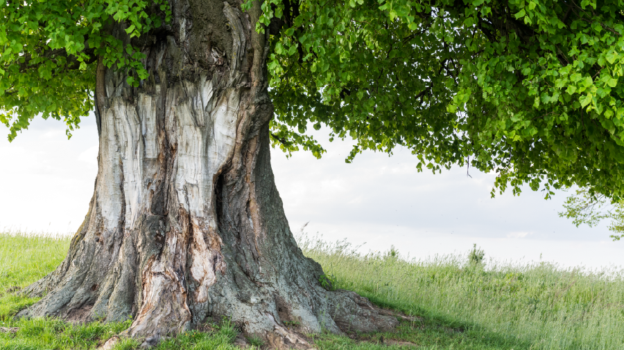 Türkiye’nin anıt ağaçları