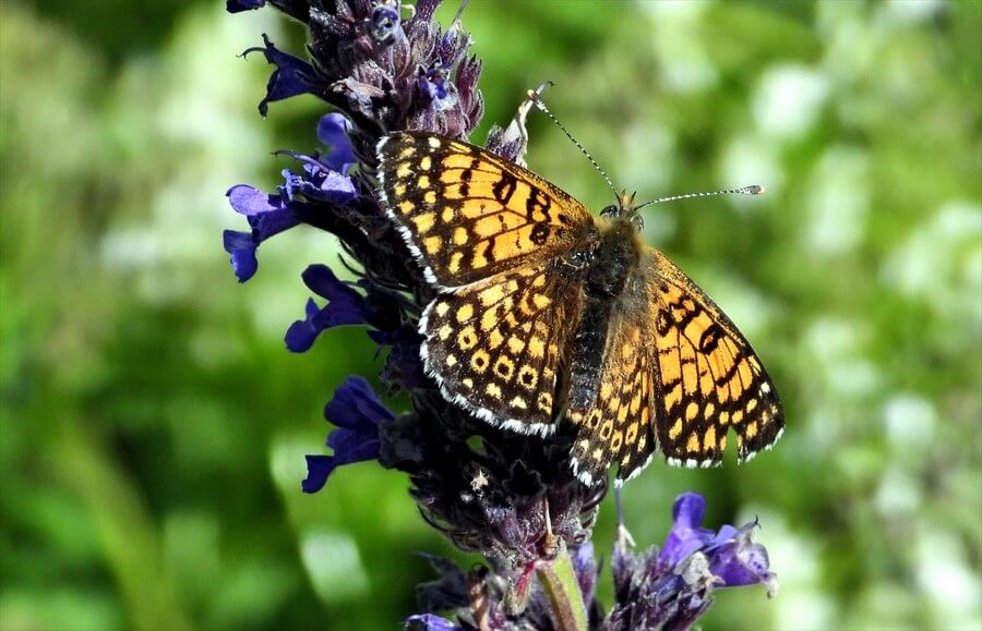 Sarıkamış'ın rengarenk çiçek ve kelebekleri