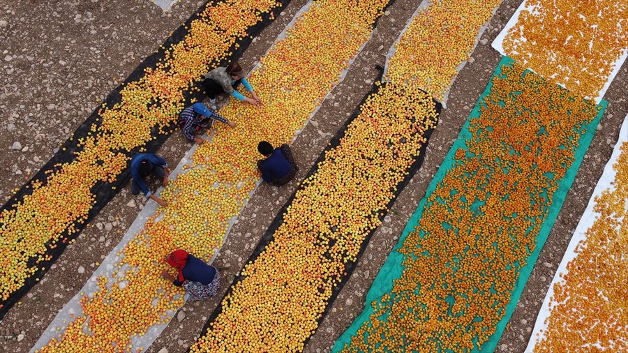 Malatya'da kayısı kurutma zamanı