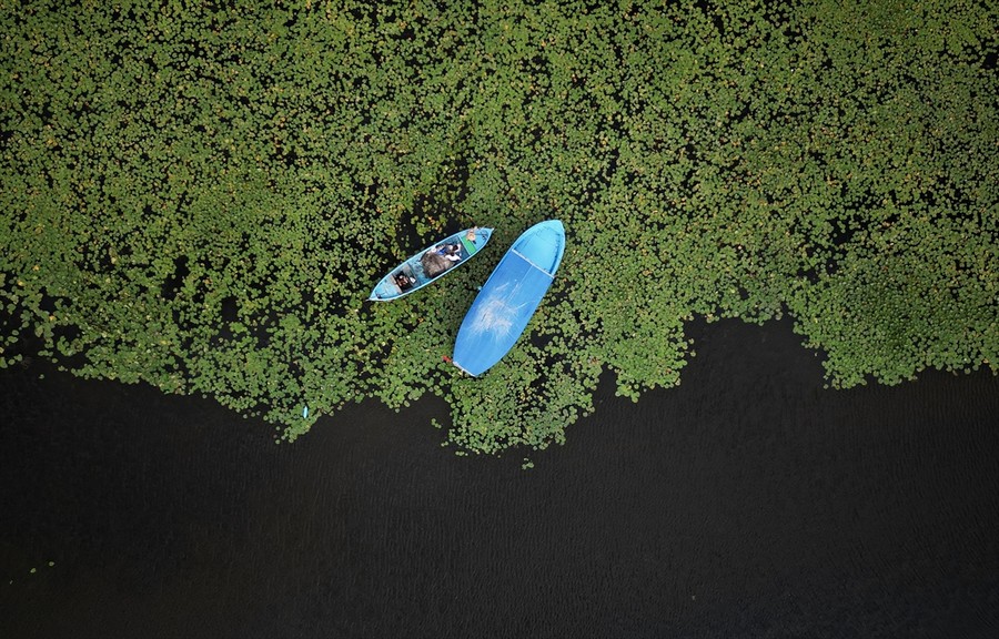Beyşehir Gölü'nde nilüferler arasında tekne turu 