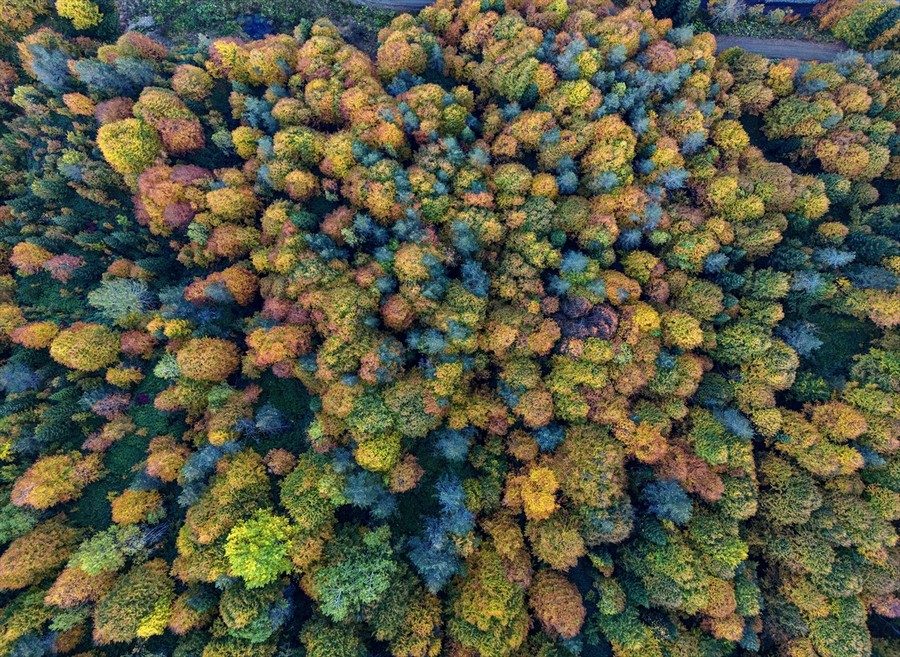 Düzce'de sonbahar renkleri