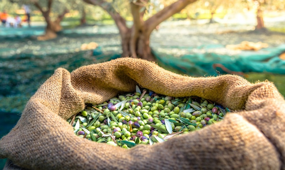Kur’an’da adı geçen meyve, Zeytin
