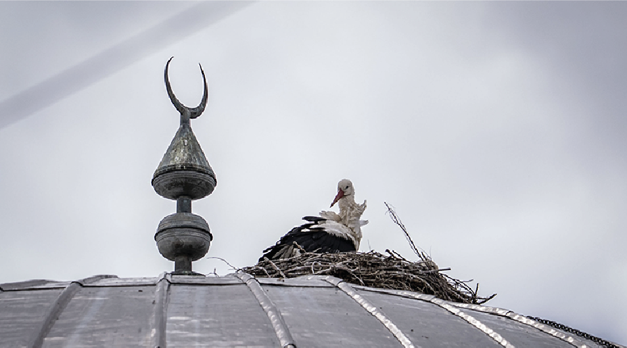 Baharın müjdecisi leylekler 16 yıldır cami kubbesinde