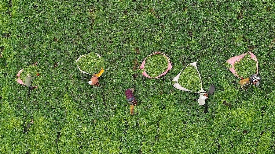 Trabzon'da ilk sürgün çay hasadı başladı
