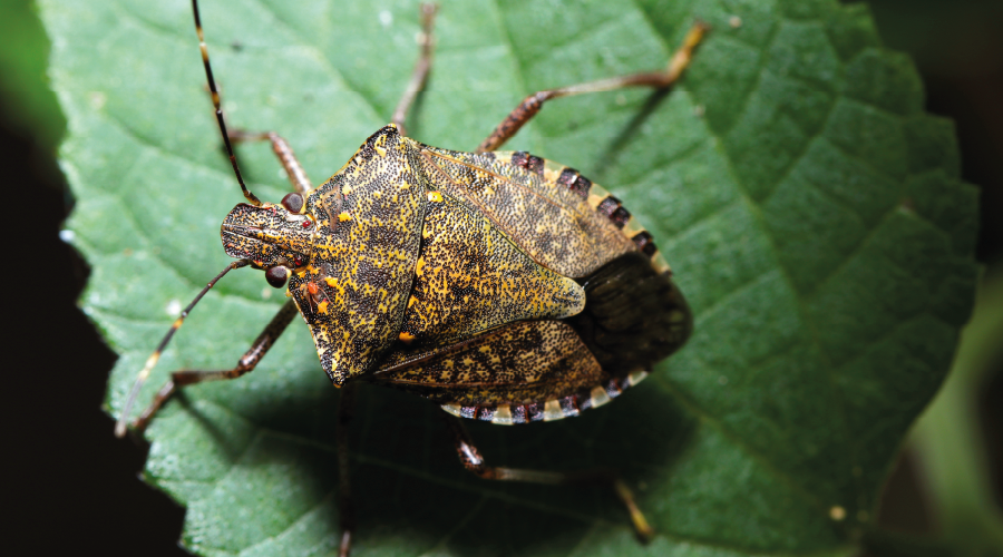 Kokarca Böceğiyle Nasıl Mücadele Edilmeli?