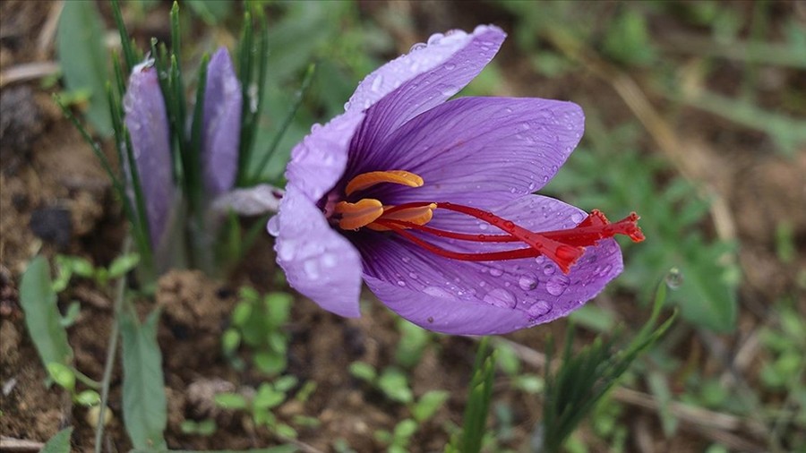 Çiçekleri açan safranda hasat zamanı